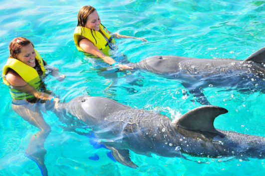 Roatan Wonderland Tours Dolphin Action Swim